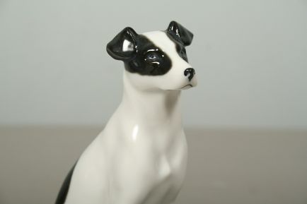 pejsek | jack russel terier