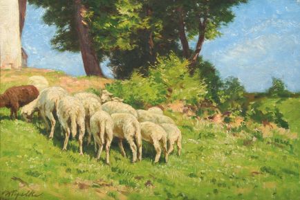 ovce v krajině